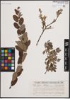 Foto von Salix cinerea L. x Salix nigricans Sm.